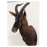 African Tsessebe Shoulder Mount Taxidermy