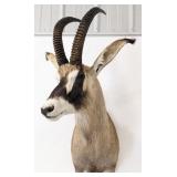 African Roan Antelope Shoulder Mount Taxidermy