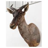 African Tsessebe Shoulder Mount Taxidermy