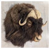 Vtg Muskox Shoulder Mount Taxidermy