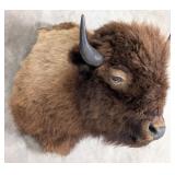 American Bison / Buffalo Shoulder Mount Taxidermy