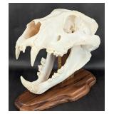 Very Large African Lion Skull Taxidermy on Plaque