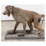Screeching Baboon Full Body Taxidermy Mount on Bas
