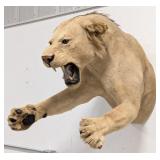 Vtg Lunging Lion Half Body Taxidermy Mount **INDIA