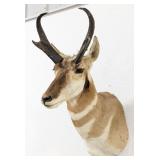 Pronghorn Antelope Shoulder Mount Taxidermy