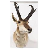 Pronghorn Shoulder Mount Taxidermy