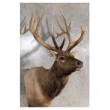 Giant 8x9 Bull Elk Pedestal Taxidermy Mount