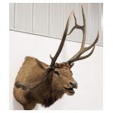 Non-Typical Bull Elk Shoulder Mount Taxidermy