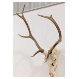 5x4 Elk European Skull & Antler Mount Taxidermy