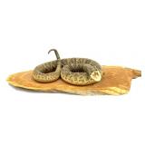 Eastern Diamondback Rattlesnake Mount