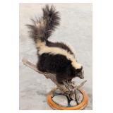 Large American Skunk w/ Habitat Base