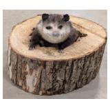 Possum in the Den Full Body Taxidermy Mount