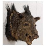 Javelina Shoulder Mount Taxidermy