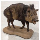 Javelina Full Body Taxidermy Mount