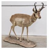 Pronghorn Full Body Taxidermy Mount w/ Base