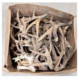 34lbs of Dried Antler Sheds