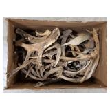 25lbs of Dried Antler Sheds