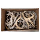 36lbs of Dried Antler Sheds