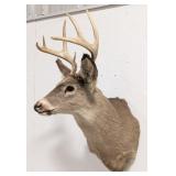 8-Point Whitetail Deer Shoulder Mount Taxidermy