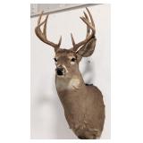 10-Point Whitetail Deer Shoulder Mount Taxidermy
