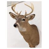 9-Point Whitetail Deer Shoulder Mount Taxidermy
