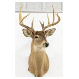 Large 12-Point Whitetail Deer Shoulder Mount Taxid