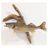 Walleye Full Body Taxidermy Mount on Driftwood