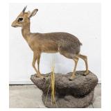African Dik-Dik Antelope Full Body Taxidermy Mount