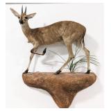 African Grey Duiker Full Body Taxidermy Wall Mount