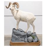 XXL Dall Sheep SCORED 150 3/8 SCI Full Body Taxide
