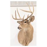 9-Point Mule Deer Shoulder Mount Taxidermy