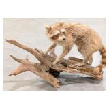 Vtg Racoon Full Body Taxidermy Mount on Driftwood