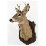 Mule Deer Shoulder Mount Taxidermy on Plaque