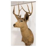 Vtg 10-Point Mule Deer Shoulder Mount Taxidermy