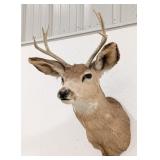 7-Point Mule Deer Shoulder Mount Taxidermy