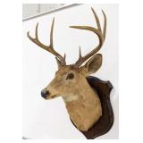 Vtg 8-Point Whitetail Deer Shoulder Mount Taxiderm