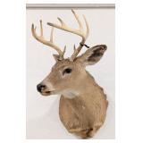 11-Point Whitetail Deer Shoulder Mount Taxidermy