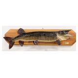 Large Fiberglass Musky Taxidermy Mount on Plaque
