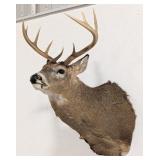 10-Point Whitetail Deer Shoulder Mount Taxidermy