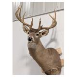 13-Point Whitetail Deer Shoulder Mount Taxidermy