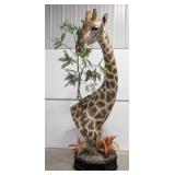 WORLD CLASS Bull Giraffe Pedestal Taxidermy Mount