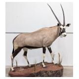 Gemsbok / Oryx Gazella Full Body Taxidermy Mount o
