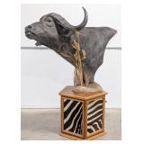 Large Cape Buffalo Pedestal Shoulder Mount Taxider