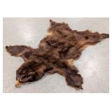 Brown Bear Hide Taxidermy