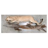 Vtg Mountain Lion Cougar Full Body Taxidermy Wall