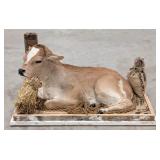 Guernsey Calf Full Body Taxidermy on Detailed Base