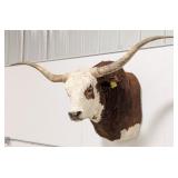 Bull Longhorn Steer Shoulder Mount Taxidermy