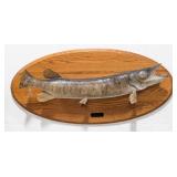 2005 Full Body Muskellunge Taxidermy Mount on Plaq