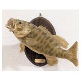 1977 Smallmouth Bass Taxidermy Mount on Plaque