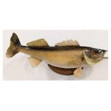 Huge Trophy Walleye Real Skin Full Body Taxidermy